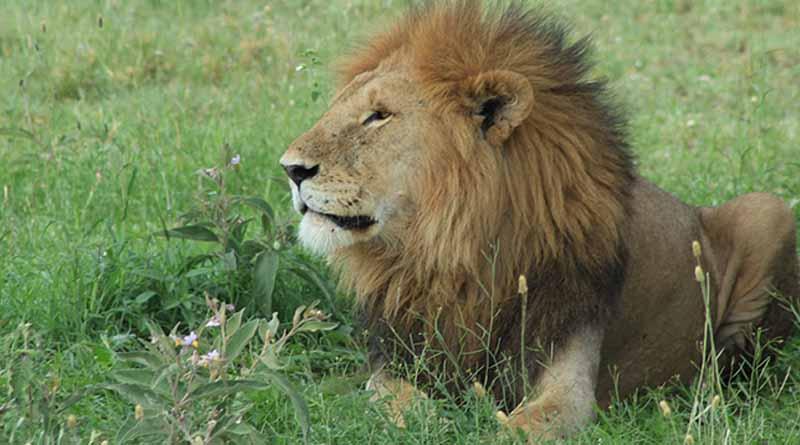 Procuraduría ambiental asegura león africano senil en zoológico de Guanajuato Procuraduría ambiental asegura león africano senil en zoológico de Guanajuato
