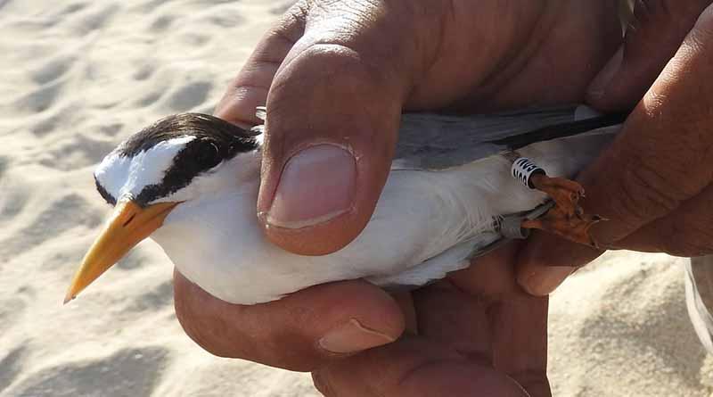 avemarcada15años Encuentran gallito marino que fue marcado al nacer hace 15 años en Estero de SJC