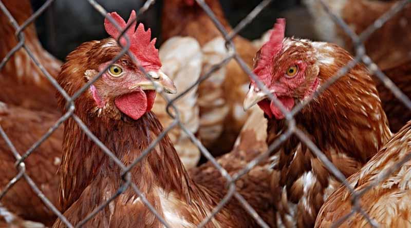 Confiscan miles de huevos en Italia por sospechas de contaminación Confiscan miles de huevos en Italia por sospechas de contaminación