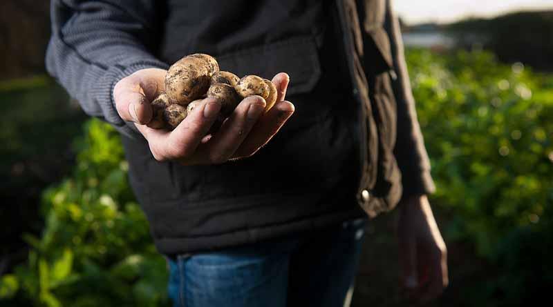 México es hoy el doceavo productor de alimentos en el mundo Peña Nieto México es hoy el doceavo productor de alimentos en el mundo Peña Nieto