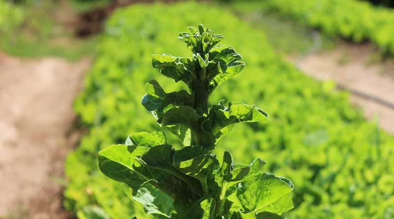 Fomento productivo en el campo para enfrentar carencia alimentaria, señalan expertos Fomento productivo en el campo para enfrentar carencia alimentaria, señalan expertos