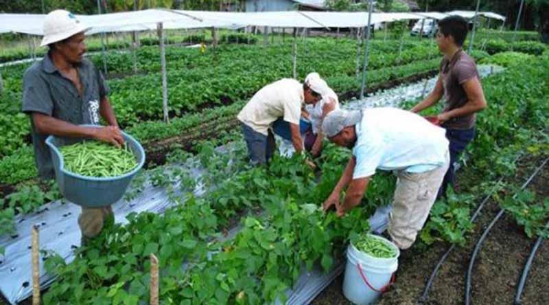 alimentacion América Latina y el Caribe, lejos de erradicar el hambre en 2030 FAO