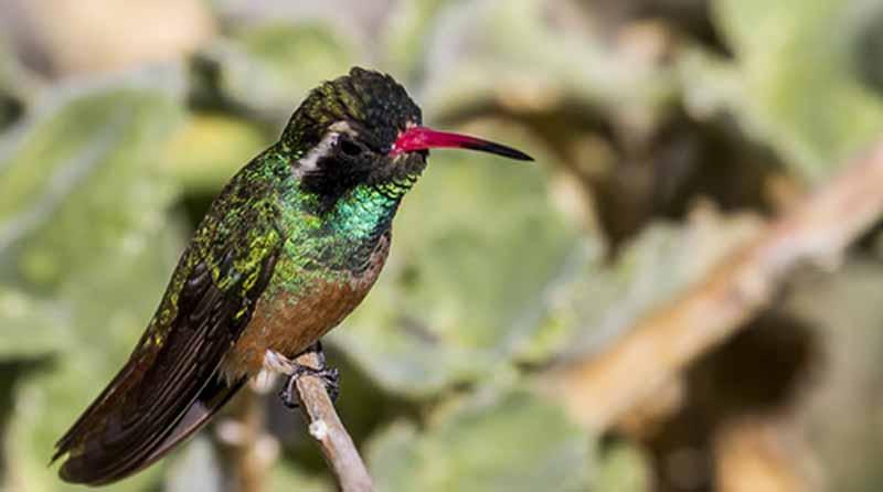 colibrí Reserva de la Biósfera Sierra la Laguna, principal santuario del colibrí