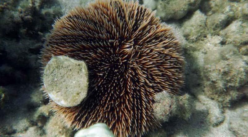 erizo1 Estudio busca conocer ciclo reproductivo del erizo café, una especie sometida a sobrepesca