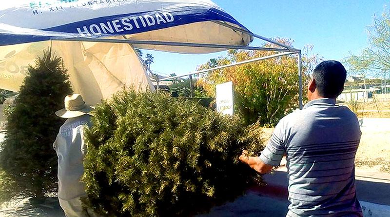 Continúa campaña de recolección de Pinos Navideños para realizar composta Continúa campaña de recolección de Pinos Navideños para realizar composta