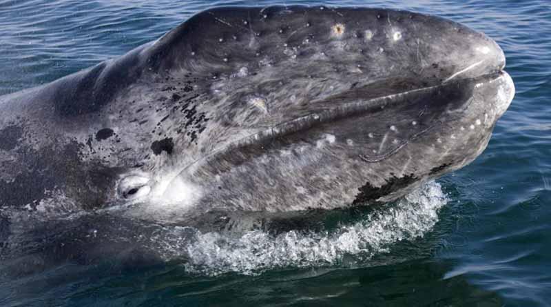 Ballena Gris - La Paz2 La Ballena Gris, uno de los más fieles visitantes del Puerto de Ilusión