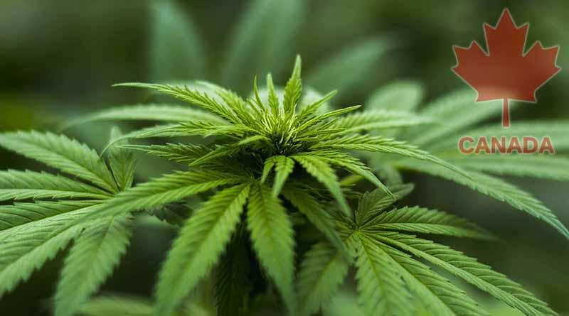Abundan ofertas de empleo con la legalización de la marihuana en Canadá Abundan ofertas de empleo con la legalización de la marihuana en Canadá