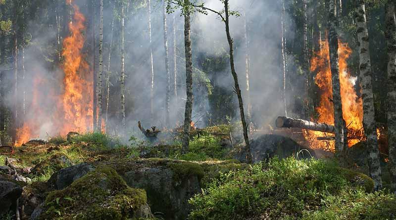 “La Niña” influiría en incendios forestales de esta temporada en México Registran 51 incendios forestales activos en 13 estados
