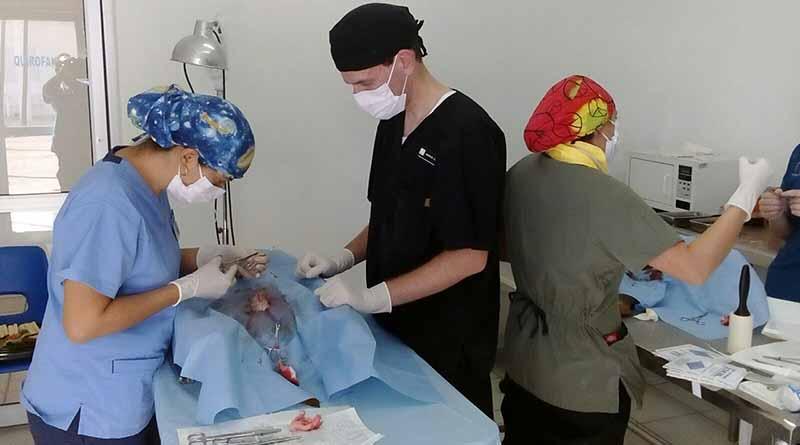 Combate CEMAC sobrepoblación felina y canina Combate CEMAC sobrepoblación felina y canina