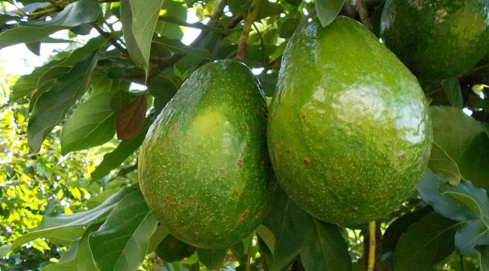 aguacate Promoción del aguacate mexicano lo posicionó en el mundo