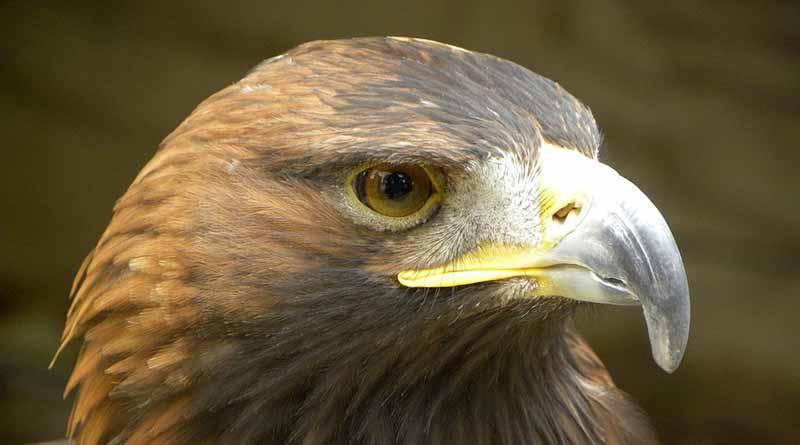 Águila real, especie símbolo de mexicanidad que debe protegerse Águila real, especie símbolo de mexicanidad que debe protegerse