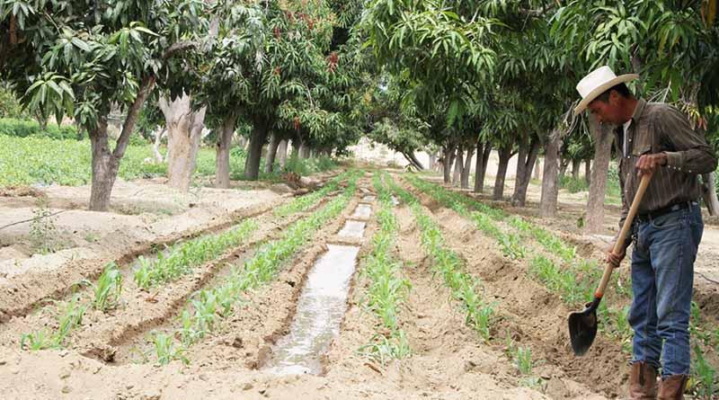 Dispersará la SEPADA 900 mil pesos en beneficio de 127 productores del municipio de La Paz Dispersará la SEPADA 900 mil pesos en beneficio de 127 productores del municipio de La Paz