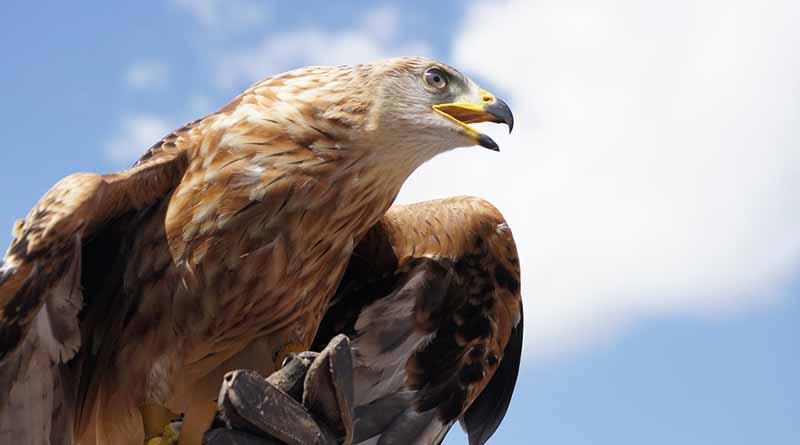 México, un país clave en el estudio de las aves ante el cambio climático México, un país clave en el estudio de las aves ante el cambio climático