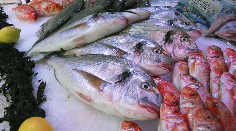 pescadofresco México distribuirá 325 mil toneladas de pescados y mariscos en Cuaresma