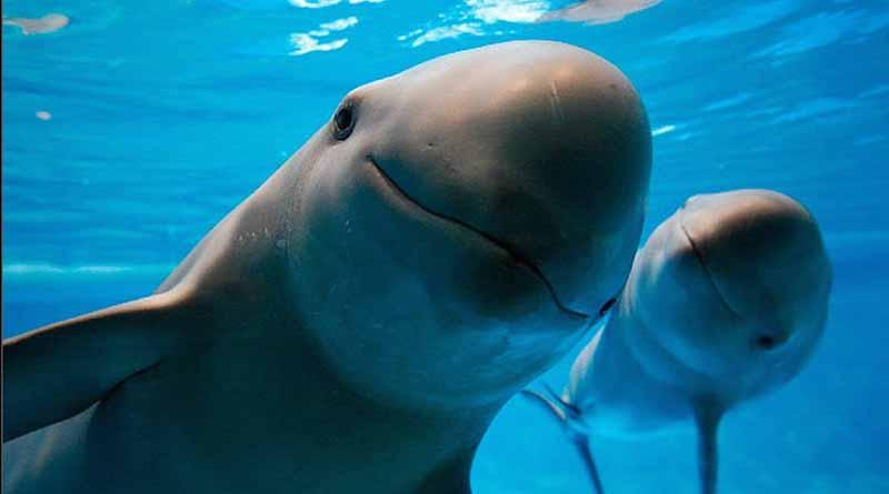 Implementan acciones para fomentar la recuperación de la vaquita marina Implementan acciones para fomentar la recuperación de la vaquita marina