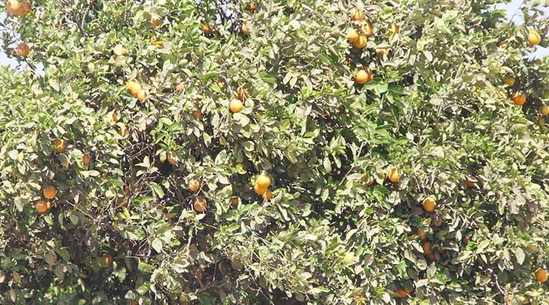 Reiteran SEPADA y SENASICA compromiso con la sanidad e inocuidad alimentaria de BCS Reiteran SEPADA y SENASICA compromiso con la sanidad e inocuidad alimentaria de BCS