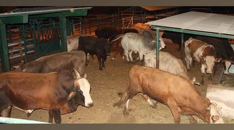 Fortalecerán plan de acción contra la Garrapata Boophilus en Ganado Bovino Fortalecerán plan de acción contra la Garrapata Boophilus en Ganado Bovino