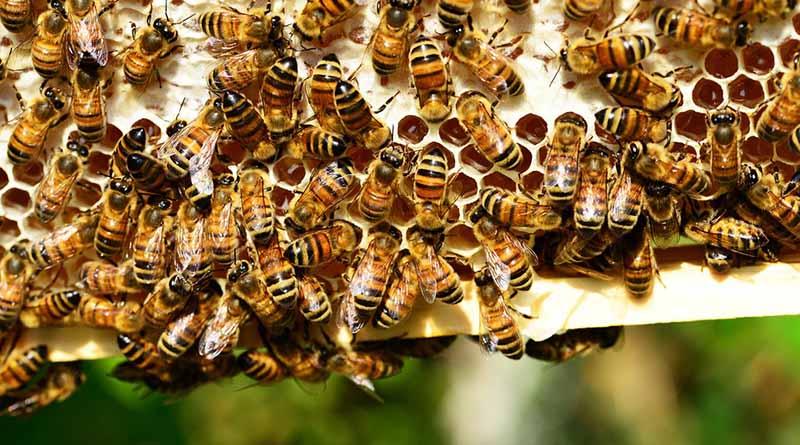 2018, primer año en celebrar el Día Mundial de las Abejas 2018, primer año en celebrar el Día Mundial de las Abejas