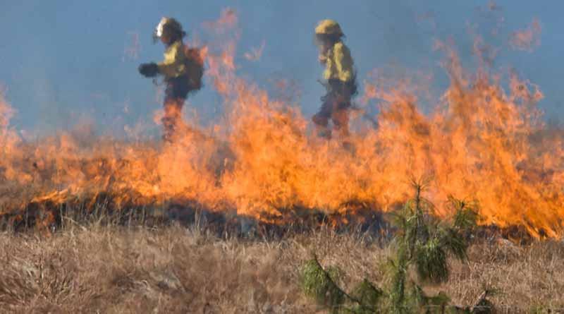 Advierten sobre posibles incendios forestales por onda de calor Incendios forestales afectan 15 estados del país