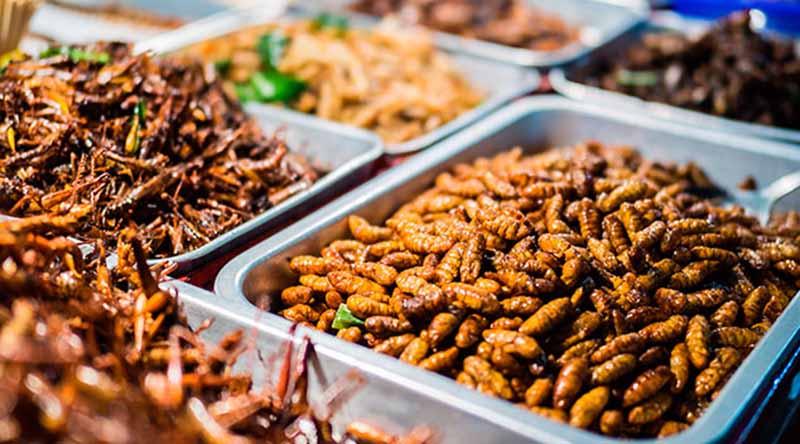 insectos-comestibles-mexico México, uno de los países más ricos en insectos comestibles