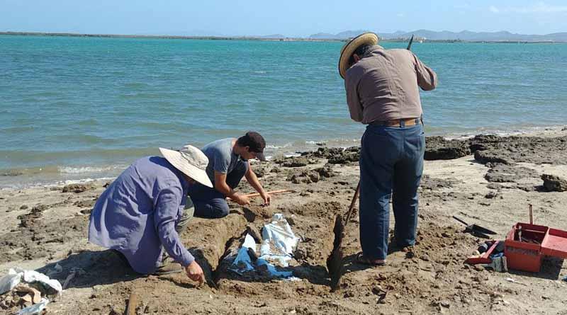 osamentaslapaz Siguen localizando osamentas prehispánicas en playas de La Paz