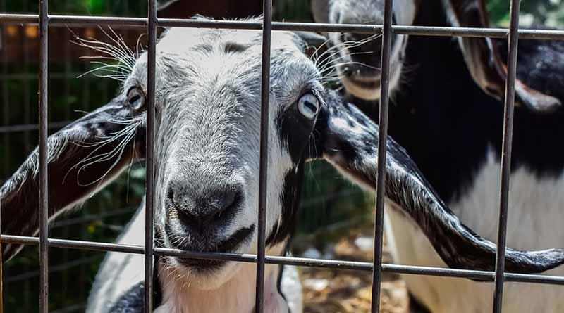 Ganancias por tráfico de animales puede superar al de drogas o armas Ganancias por tráfico de animales puede superar al de drogas o armas