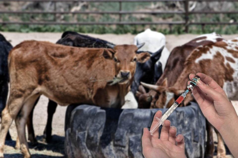 Europa limitará uso veterinario de antibióticos Europa limitará uso veterinario de antibióticos