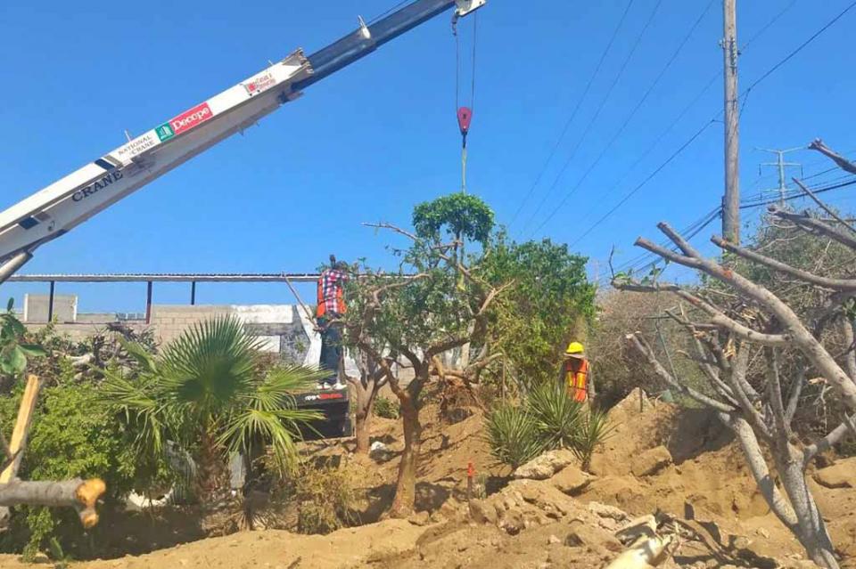 Trasplantan flora retirada de la Plaza Amelia Wilkes de los cabos Trasplantan flora retirada de la Plaza Amelia Wilkes de los cabos