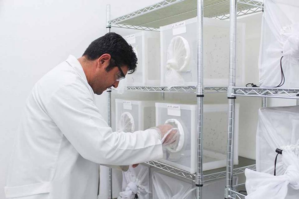 TECNOLOGÍA SEGURA Y PROBADA El combate al dengue se fortalece en BCS con una tecnología segura y probada: Mendoza Davis