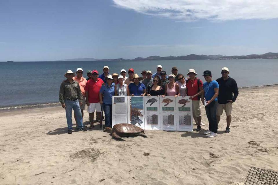 tallerestortugas Inicia gobierno de Los Cabos talleres de capacitación para la protección de la tortuga marina