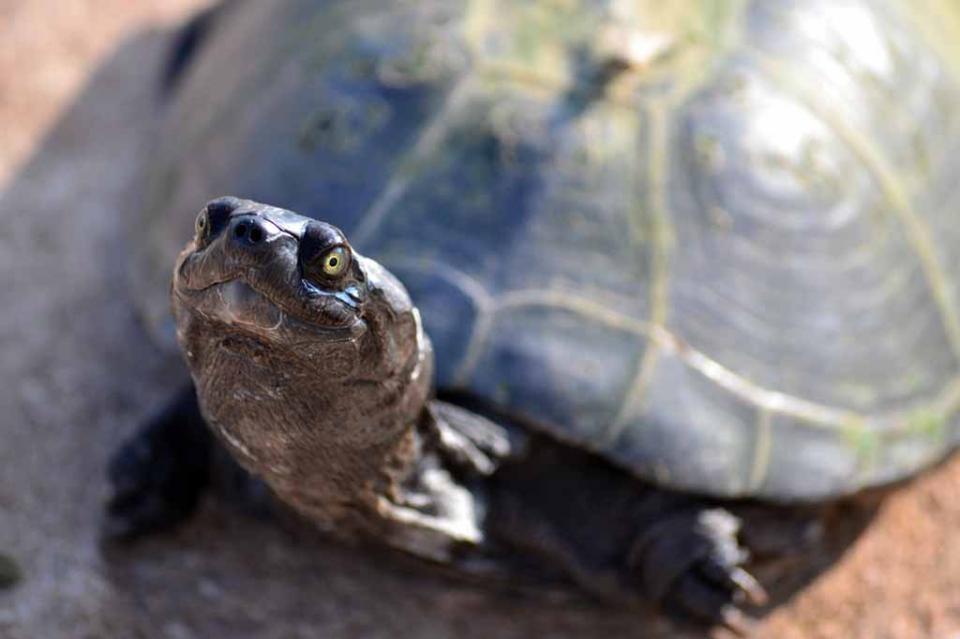 Decomisan más de mil 100 tortugas de 14 especies de las más amenazadas Decomisan más de mil 100 tortugas de 14 especies de las más amenazadas