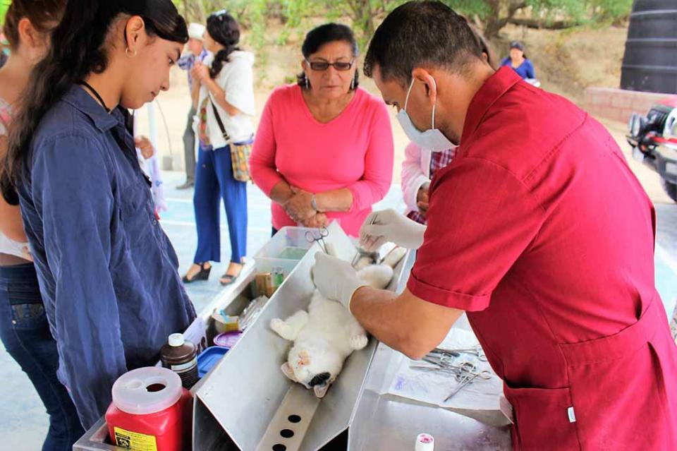 Salud continúa con acciones de esterilización canina y felina Salud continúa con acciones de esterilización canina y felina
