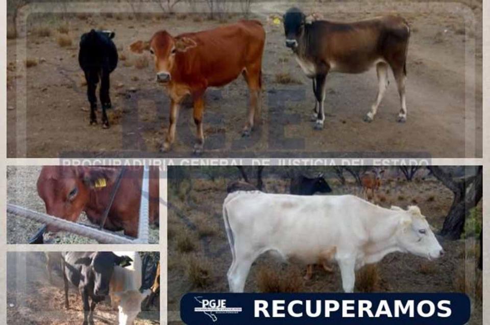 cabezasdeganadorobadas Recuperan en San Pedro 9 cabezas de ganado con reporte de robo