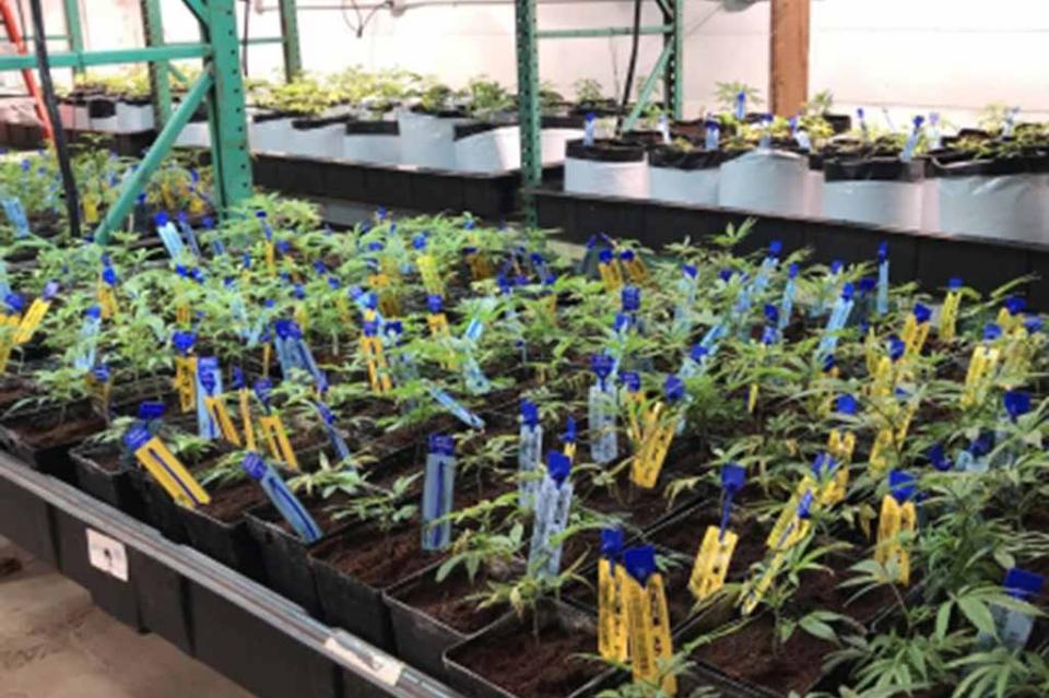 Canadá, lista para hacer historia con legalización de la marihuana Canadá, lista para hacer historia con legalización de la marihuana