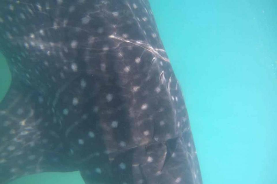 tiburonballena Vuelven a detectar tiburones ballena con heridas provocadas por embarcaciones