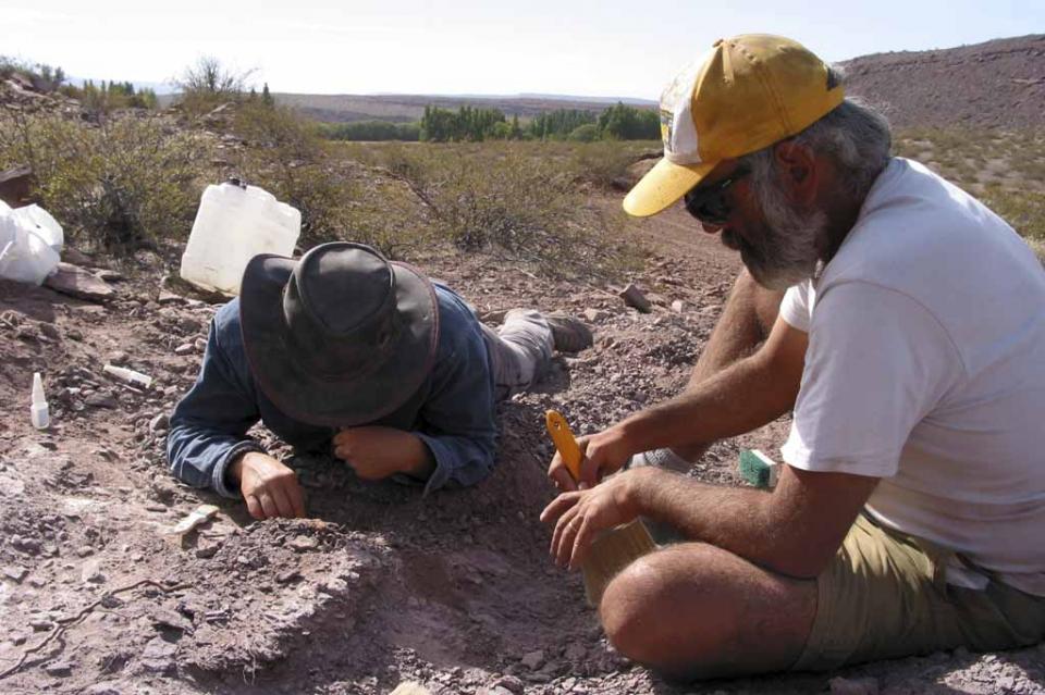 Hallan en Argentina restos de una nueva especie de dinosaurio saurópodo Hallan en Argentina restos de una nueva especie de dinosaurio saurópodo