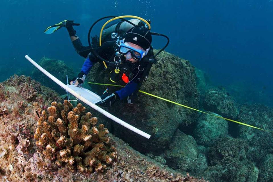 Científicos de la UABCS descubren nueva especie de anémona de mar Científicos de la UABCS descubren nueva especie de anémona de mar