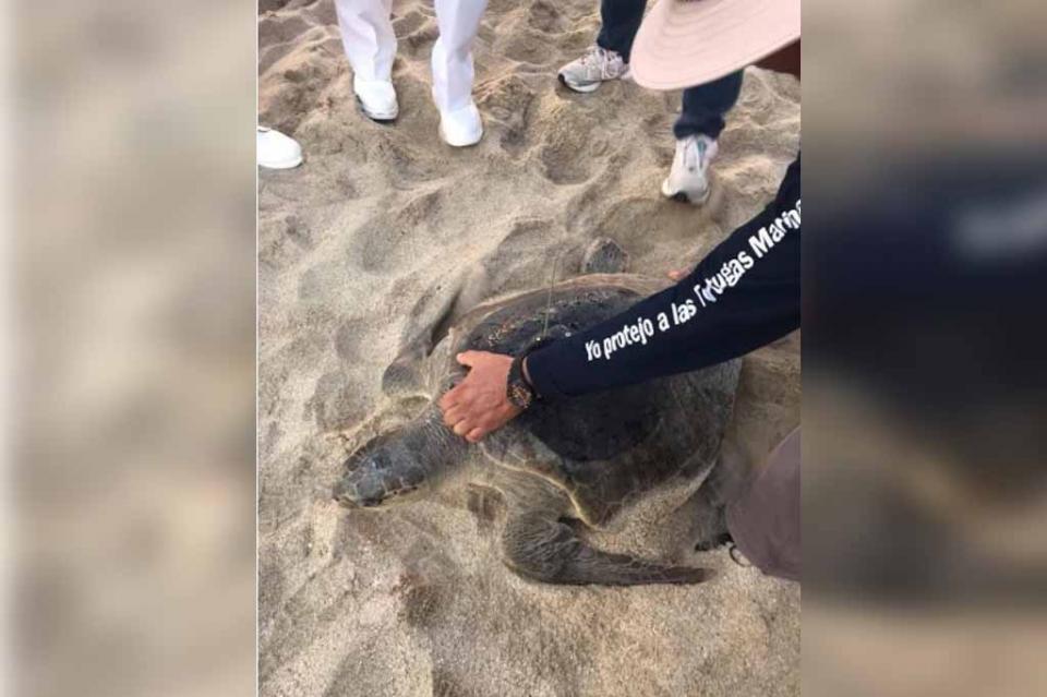 tortugasatelital Liberan primera tortuga con transmisor satelital de la temporada 2018