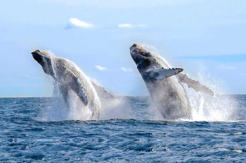 Cabo San Lucas es el destino de avistamiento de ballenas por excelencia en todo el mundo Cabo San Lucas es el destino de avistamiento de ballenas por excelencia en todo el mundo