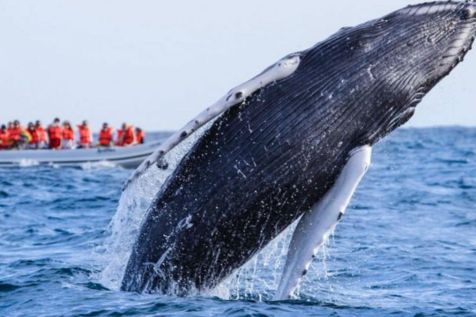 ballena2 Temporada invernal, oportunidad para avistar ballenas en La Paz
