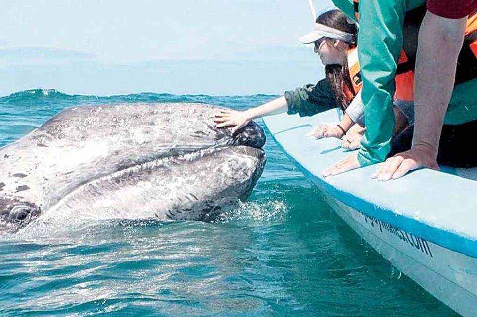 Ya comienza avistamiento de ballenas Ya comienza avistamiento de ballenas