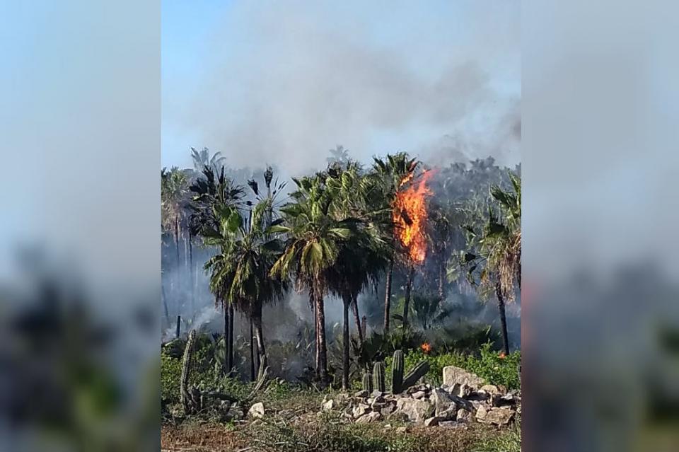 palmar Se incendia palmar en Todos Santos