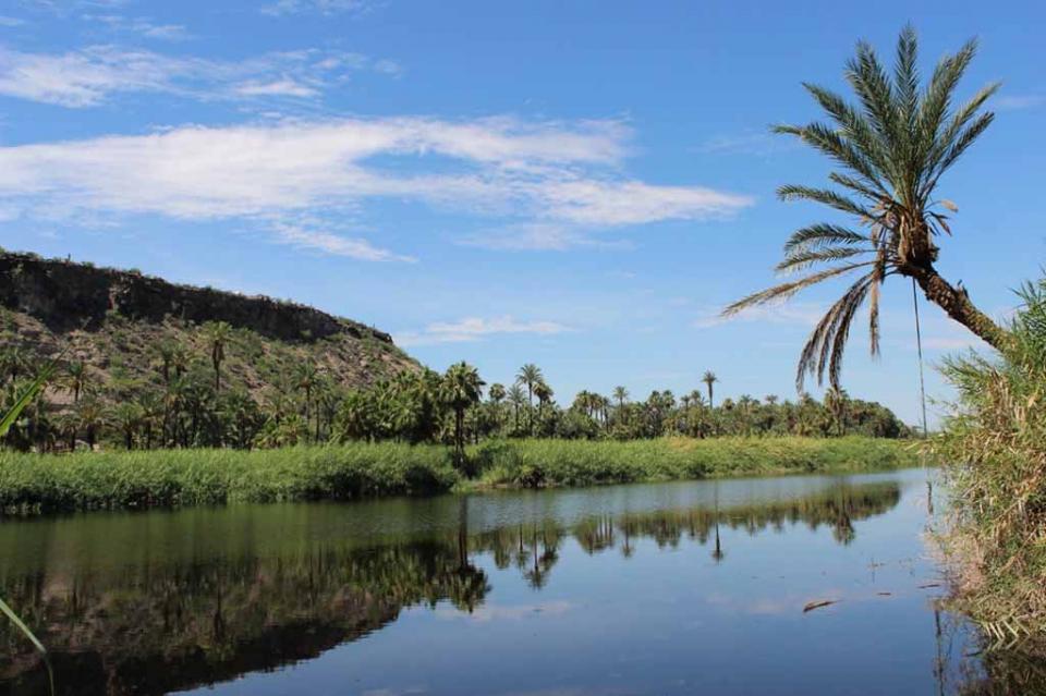 Impulsará gobierno la economía rural a través de los oasis Impulsará gobierno la economía rural a través de los oasis