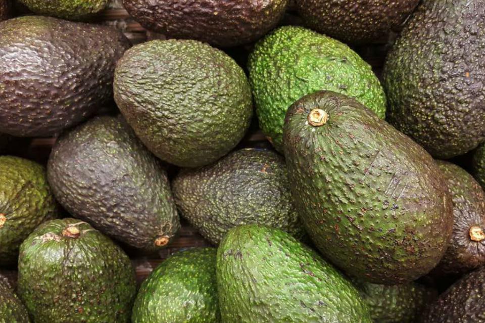 aguacate2 Envían michoacanos más de 109 mil toneladas de aguacate para Super Bowl