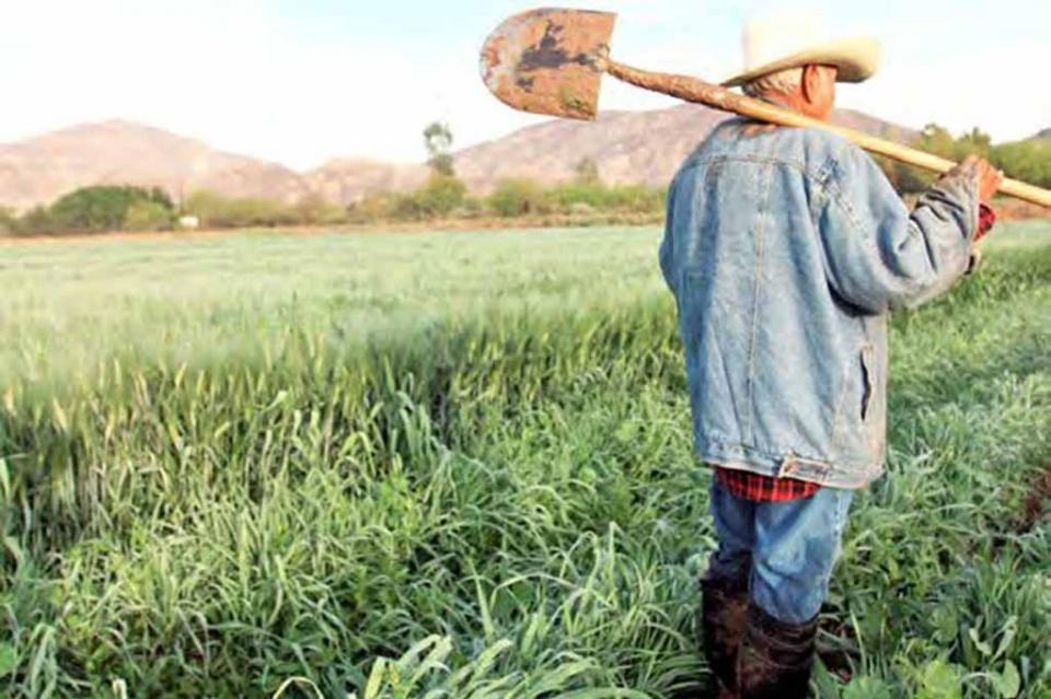 Catalogan a jornaleros de Comondú como explotados Catalogan a jornaleros de Comondú como explotados