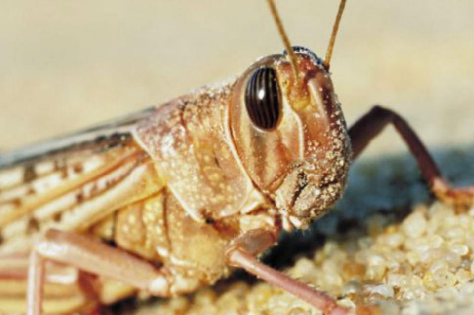 langosta2 Controlan plaga de langosta en 10 estados del país