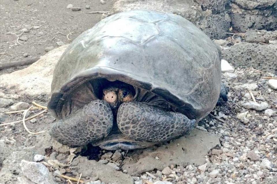 Hallan en Galápagos tortuga gigante que se creía extinta hace 100 años Hallan en Galápagos tortuga gigante que se creía extinta hace 100 años