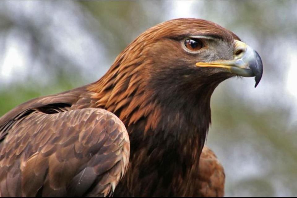 aguila2 En peligro de extinción el águila real, símbolo de la mexicanidad