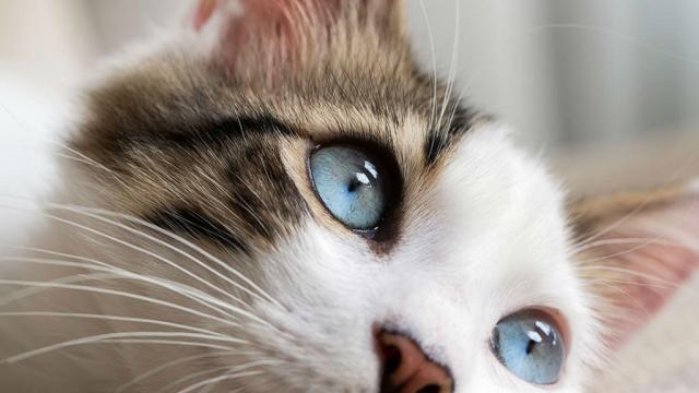 gato2 Destacan en foro existencia de antibiótico innovador para gatos