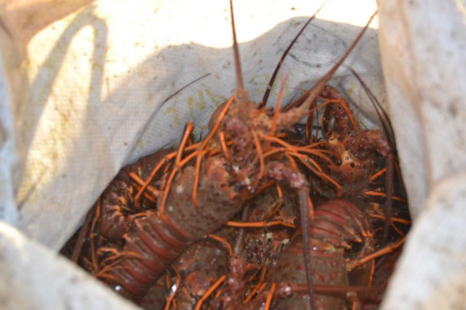 langosta3 FGR detiene a presuntos guateros con casi 200 kg de langosta en Mulegé